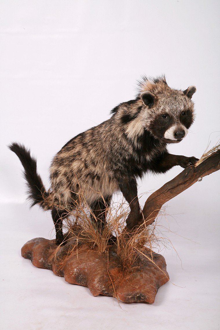 Full Mount